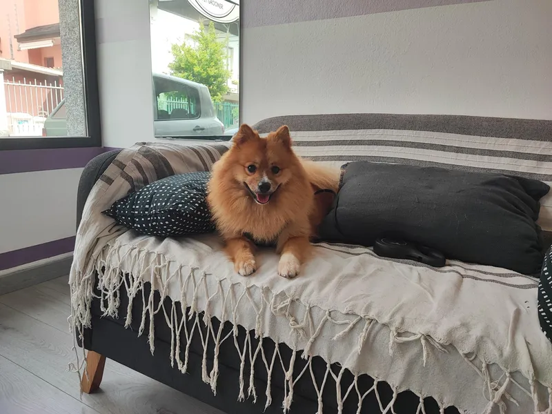 Pomeranian felice sul divano della toelettatura