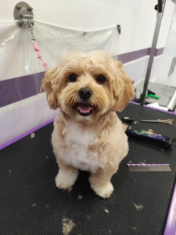Maltipoo sorridente dopo la toelettatura