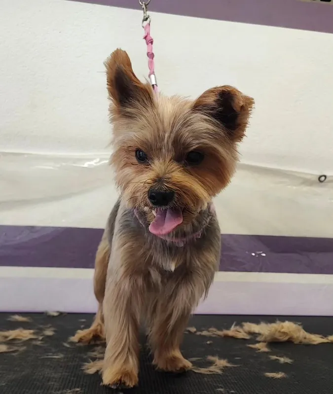 Yorkshire terrier dopo il taglio
