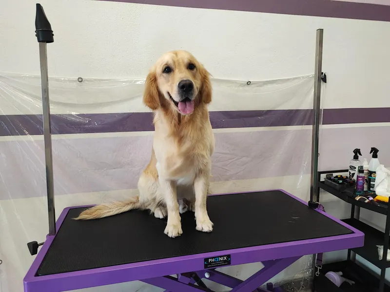 Golden retriever sorridente sul tavolo viola