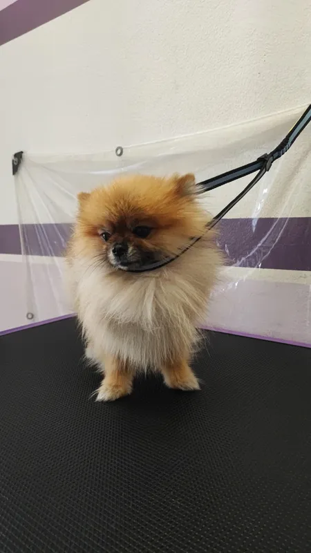 Pomeranian piccolo e soffice sul tavolo