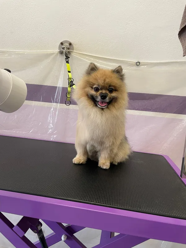 Pomeranian sorridente sul tavolo viola