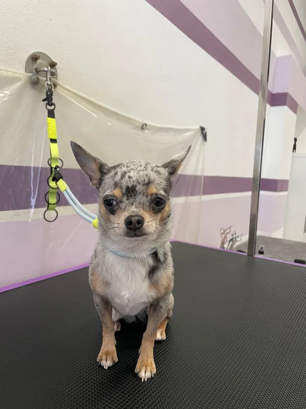 Chihuahua merle sul tavolo da toelettatura